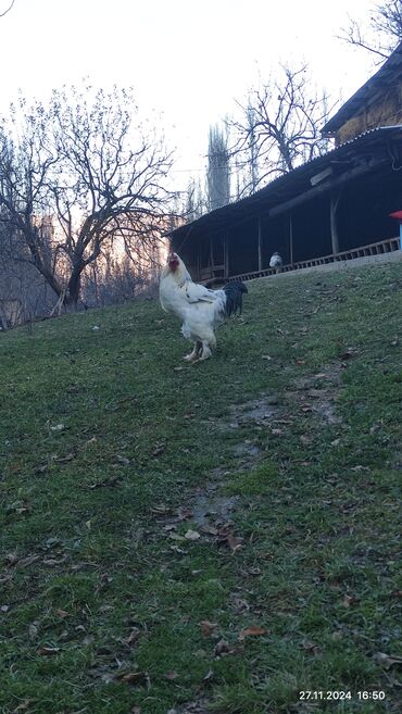 Другие животные: Апрель жөжө 🐔 сатылат 1700