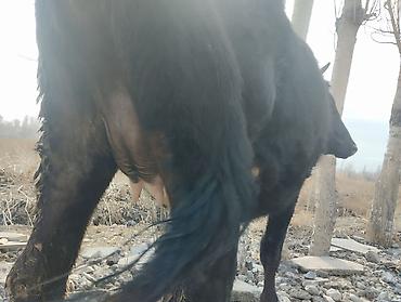 Коровы, быки: Продаю | Корова (самка) | Для молока | Привязанные — 13