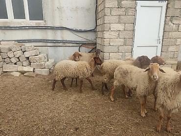 Qoyunlar, qoçlar: Dişi, il: 1, Damazlıq — 9