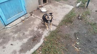 Отдам даром собаку: Собака даром: Дворняжка, 2 года, Самка — 3
