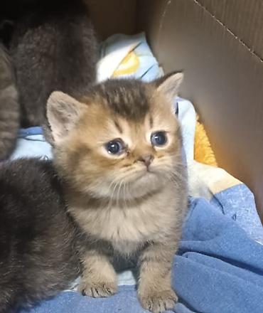 Pişiklər: Britan — 1