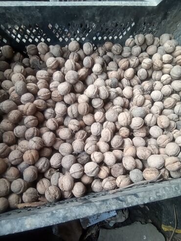 саженцы орехов: Орехи урожай 2023 года цена 70 сом