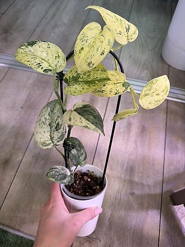Эпипремнумы и сциндапсусы: Сциндапсус (Epipremnum/Scindapsus) вариегатный в горшке. Особенности — 8