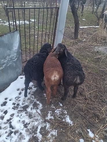 Баран, овца: Продаю | Овца (самка) | Для разведения at lalafo.kg — 3 Баран, овца: Продаю | Овца (самка) | Для разведения — 3