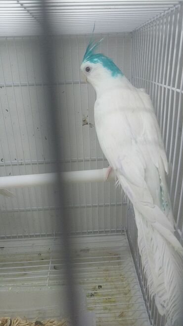 Tutuquşları: Quşlar satlır karella bülbül,fişer,nerazlucnik və sayri münasib — 27