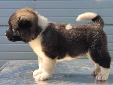 Psi: Američka Akita, štenci Odgajivacnica TOP WINNER PUPPY sa ponosom — 4