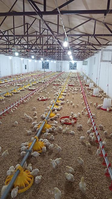 ev temizliği iş ilanları: İş elanı: Həyət, bağ və cücələrə baxıcı Yer: İsmayıllı rayonu — 2