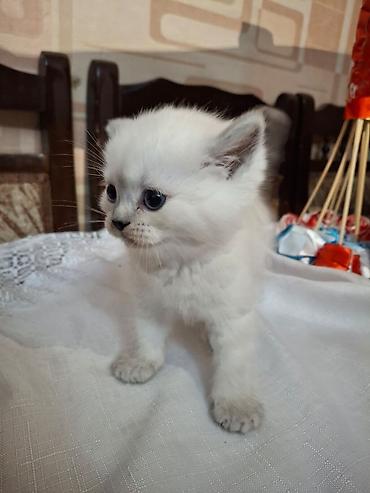 Pişiklər: Fars, Dişi, Ünvandan götürmə — 9