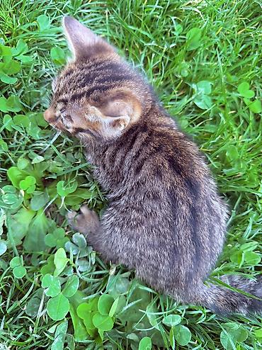 кошки манчкин: Котята от породистых родителей: мама — бенгальская кошка с ярким — 2