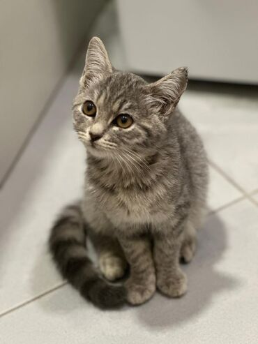 шотландский короткошерстный кот цена: Породасыз, 3 айлык, Ургаачы, Боз