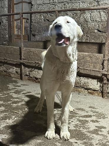 İtlər: Alabay — 13