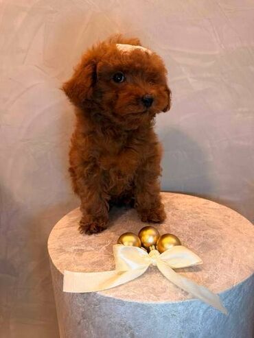 Psi: Toy pudla, žensko štene Odgajivačnica "Team AS Trajkovic" u ponudi ima — 13