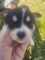 Psi: POKLANJAM štence mesanci haskija i ptičara,očišćeni od — 22