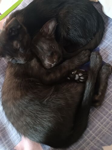 Отдам даром кошку: Кошка даром: Скотиш Фолд (Шотландская вислоухая), 4 месяца, Девочка, Приучена к лотку — 11