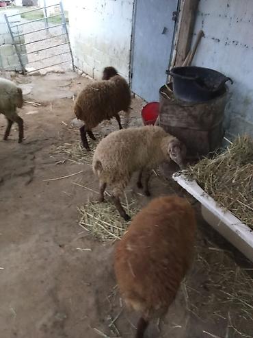coban itleri haqqinda melumat: 4 dene quzu istəyən olsa yazsın videosunu atım baxın real alıcıya — 3