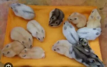 индюки биг 6 купить яйцо: Продаются джунгармкин хомячки, ангорские пушистые хомячки