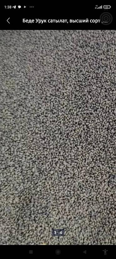 Люцерна: Беде Урук,семена люцерны люцерна высший сортсемена клевера для — 6