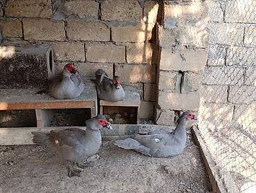 akvarium satisi: Dişi, | Lal ördək, Damazlıq — 3