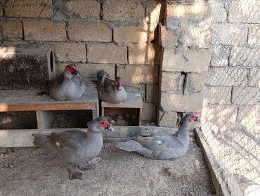 Ördəklər: LAVANDA lal ördekler. 8 aylıq erkeylerdi .damazdiq heyvanlardi.temiz — 8