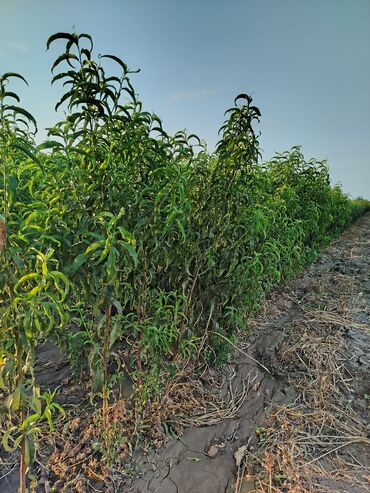 Tinglər: Hər növ ağac tinglerinin satışı — 15