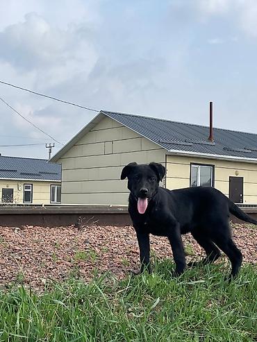 Отдам даром собаку: Собака даром: 3 месяца, Самка — 7