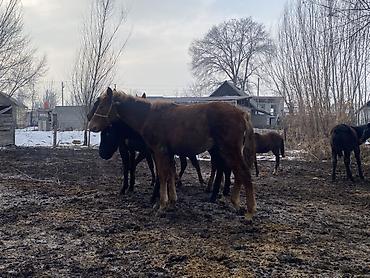 Лошади, кони: Продаю | Жеребенок | Полукровка | Рабочий — 11