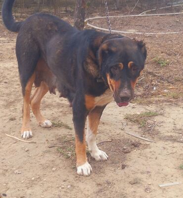 it ucun xalta: Dişi