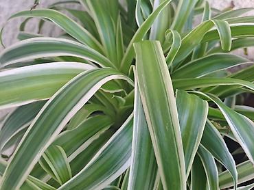 Ostale kućne biljke: Palma Shamadorea sa prve tri slike je 800, Chlorophytum sa cetvrte je — 5