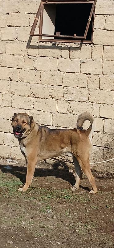 İtlər: Qurdbasar, 1 il, Erkek, Peyvəndli -da lalafo.az — 11 İtlər: Qurdbasar, 1 il, Erkek, Peyvəndli — 11