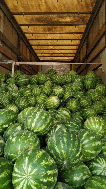 цена на помидоры в бишкеке: Продается оптом арбузы 🍉 привозили с Узбекистана без селитры цена за