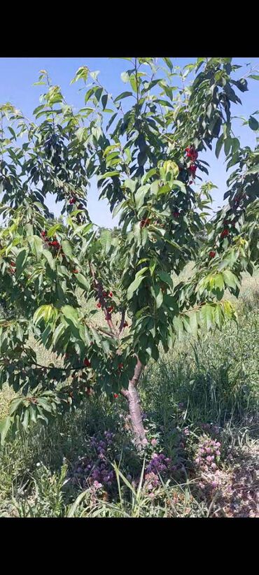 Torpaq sahələrinin satışı: 400 sot, Kənd təsərrüfatı, Mülkiyyətçi, Kupça (Çıxarış) — 12