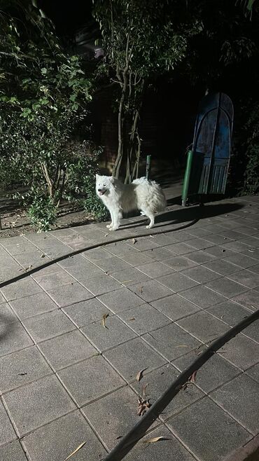 pudel it satisi: 11 ay, Erkek, Peyvəndli, Ünvandan götürmə, Pulsuz çatdırılma, Ödənişli çatdırılma