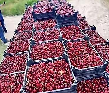 Şitillər: 🔥 QUBADA HAZIR GƏLİR GƏTİRƏN GİLAS BAĞI SATILIR! 🍒 Əgər həm — 5