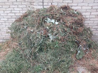 кровать для лежачих больных отдам даром: Трава свежескошенная даром Новопавловка