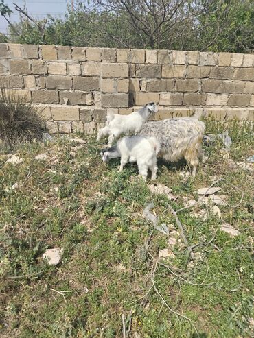 hələb keciləri: Dişi, Hələb, il: 1, Damazlıq