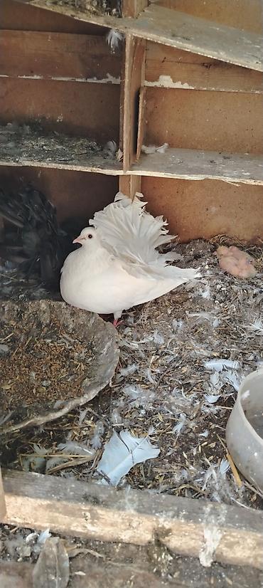 qara qanad tovuz quşu: Qaqaqlı göyərçinlər – dekorativ və uçuş üçün - Növ: Qaqaqlı (fan — 3