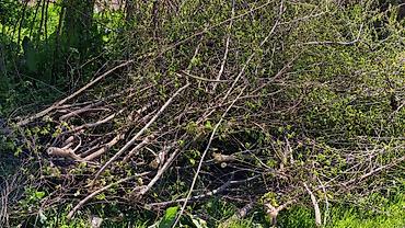 Дрова: Дрова Тополь, Самовывоз — 1