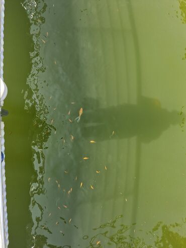 Balıqlar: Koi Yapon Qizil baliqlari. Hovuz seraitinde yasayirlar. Istiye ve — 7