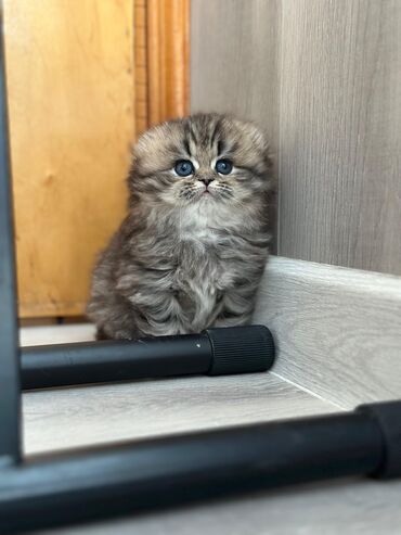 Pişiklər: Şinşilla, Dişi, Erkək, Yaxşı əllərə, Ödənişli çatdırılma, Ünvandan götürmə, Pulsuz çatdırılma — 7