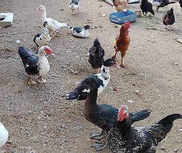 danisan qus: Bu ilin cavan quşları satılır. Hamısı cavandır və sağlamdır. Qazlar — — 9