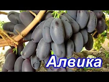 кожа быка: Виноград В розницу — 6
