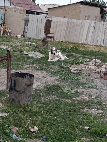 Отдам даром собаку: Собака даром: Алабай, 11 месяцев, Самец, С прививкой