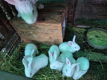 маленькие кролики: Продаю кроликов вместе с клетками на племя!