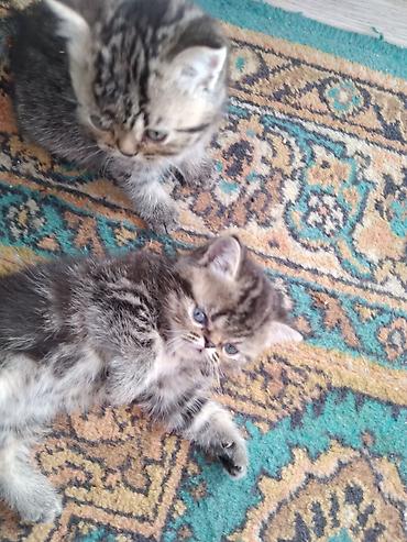Продажа кошек: Шотландские котята. 1,5 месяца. 2 девочки, мальчик на брони — 6