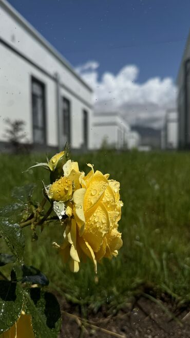 Иссык-Куль 2025: Квартира, ЦО Атлантис ЦО Атлантис, Сары-Ой, Баскетбольная площадка, Бассейн, Детская площадка — 8