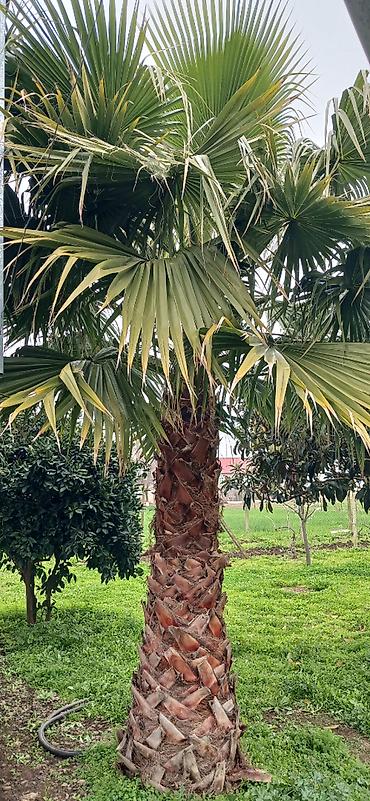 guldəfnə bitkisi: Məhsul: Dekorativ palma ağacı (Washingtonia robusta tipli fan-palması) — 2