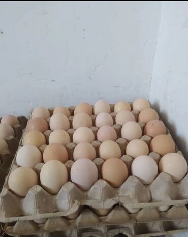 яйцо инкубационное бройлер: Продаю срочно срочно куриное яйцо для пищи,очень вкусные и свежие