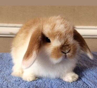 Dovşanlar: 🐇 Holland Minilop – Qalib Cins Balaca Dovşanlar Satılır! 🌟 Tam saf — 4