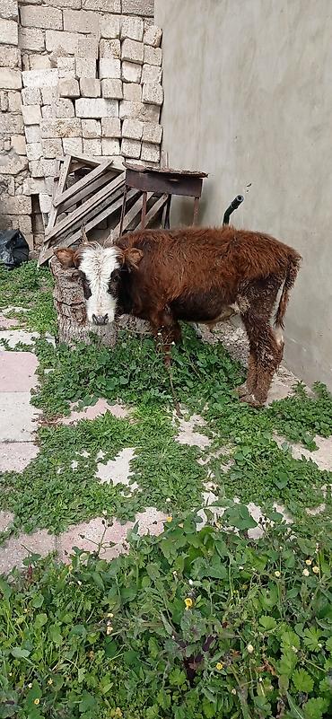 Dana, buzov: Satılır: balaca dana - Cins: qarışıq (qəhvəyi bədən, ağ-al rəngli — 2