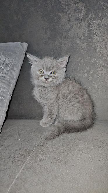 Pişiklər: Britan, Erkək, Yaxşı əllərə, Ünvandan götürmə — 3